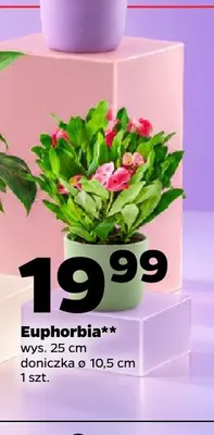 Euphorbia promocja w Netto
