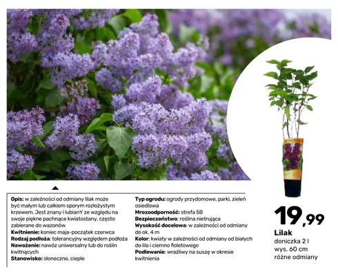 Krzew ozdobny Lilak promocja w Bricomarche