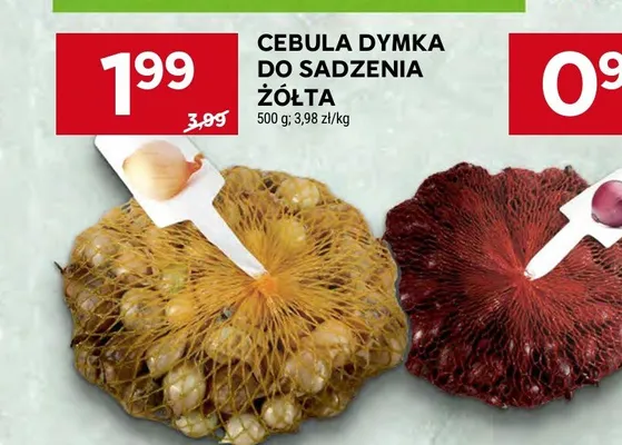Cebula dymka do sadzenia żółta promocja w Stokrotka