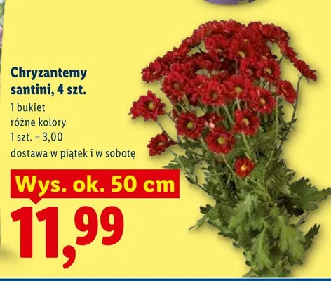 Chryzantemy santini 4szt. promocja w Lidl