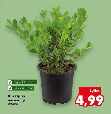 Bukszpan zimozielony promocja w Kaufland