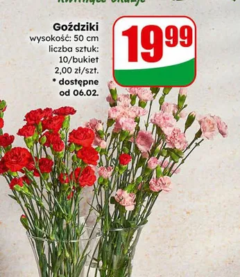 Goździki 10 szt. bukiet promocja w Dino