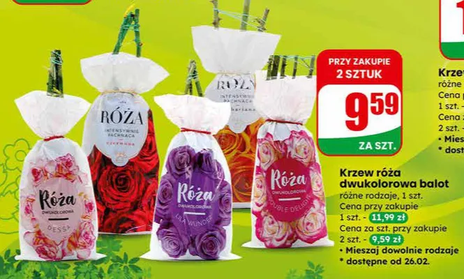 Krzew róża dwukolorowa balot różne rodzaje promocja w Dino
