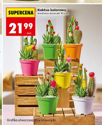 Kaktus kolorowy średnica doniczki 10 cm promocja w Biedronka