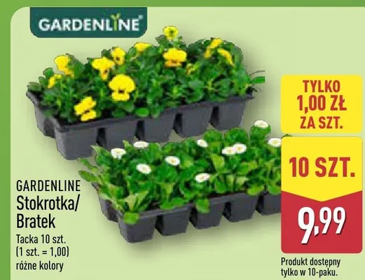 Stokrotka / Bratek Bratki  promocja w Aldi