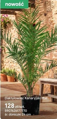 Roślina Daktylowiec Kanaryjski Mix promocja w Castorama