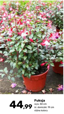 Fuksja promocja w Bricomarche