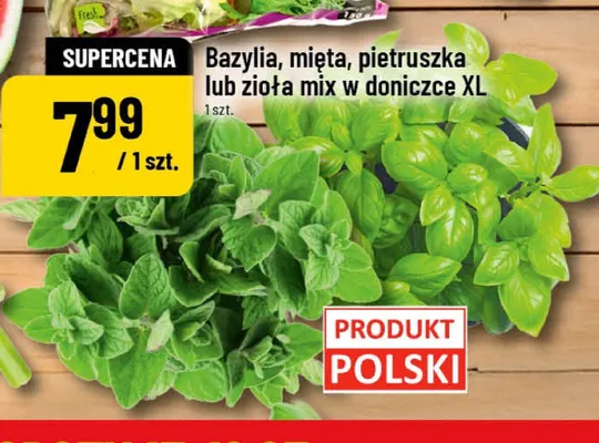 Mięta w doniczce XL polska promocja w POLOmarket