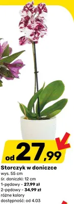 Storczyk w doniczce promocja w Bricomarche