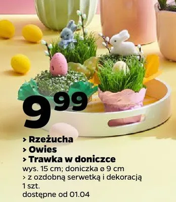 Rzeżucha, owies, trawa w doniczce promocja w Netto