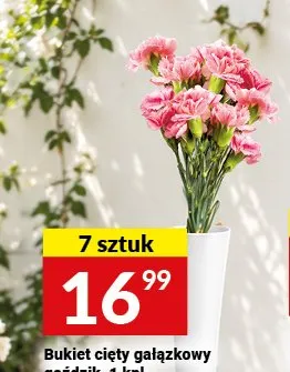 Bukiet cięty gałązkowy goździk 7-pak promocja w Twój Market