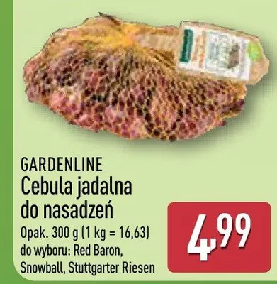 Cebula jadalna do nasadzeń promocja w Aldi