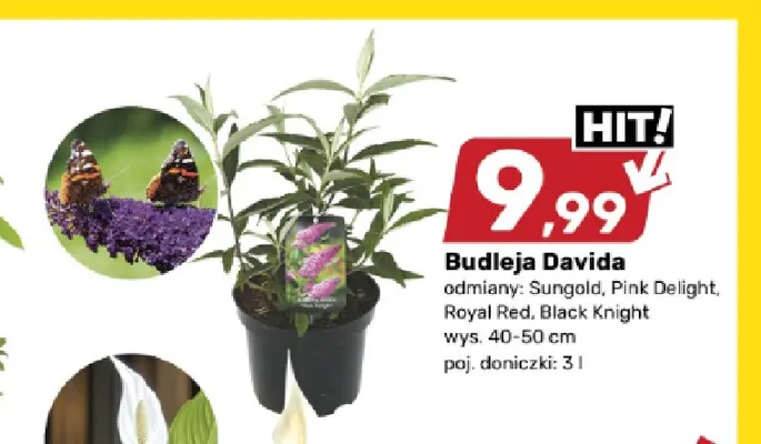 Budleja Davida Pink Delight promocja w Bricomarche