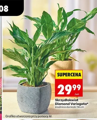 Skrzydłokwiat Diamond Variegata promocja w Biedronka