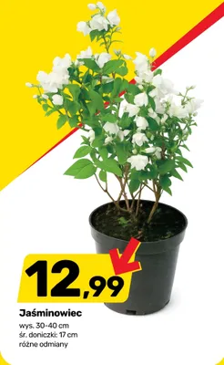 Jaśminowiec wys. 30-40cm śr. doniczki 17cm promocja w Bricomarche