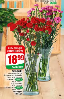 Goździki bukiet 10 sztuk promocja w Dino