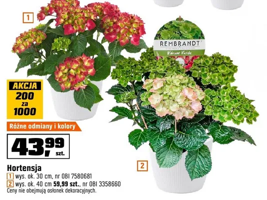 Hortensja różne odmiany i kolory promocja w OBI