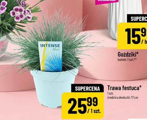 Trawa festuca średnica doniczki: 17cm promocja w POLOmarket