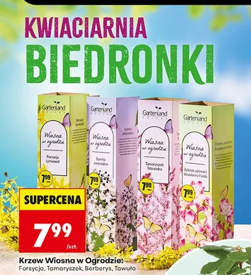 Herbata Wiosna w Ogrodzie Forsycja promocja w Biedronka