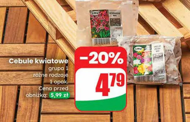 Cebule kwiatowe grupa 1 różne rodzaje  promocja w Dino