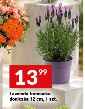 Lawenda francuska doniczka 12cm promocja w Twój Market