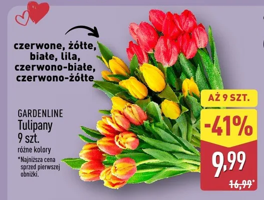 Tulipany 9 szt. różne kolory promocja w Aldi