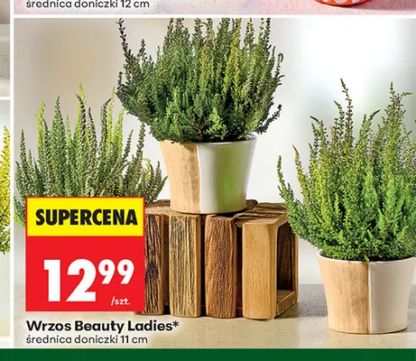 Wrzos Beauty Ladies promocja w Biedronka