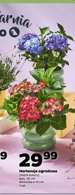 Hortensja ogrodowa promocja w Netto