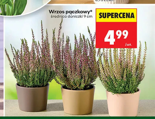 Wrzos pączkowy promocja w Biedronka