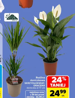 Roślina doniczkowa Dracena doniczka Ø 17 cm Zasa Group promocja w Carrefour Market