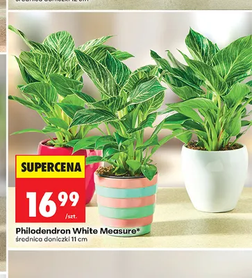 Philodendron White Measure promocja w Biedronka