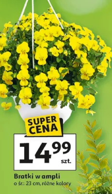 Bratki w ampli, różne kolory promocja w Auchan