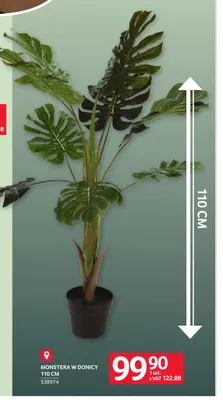 Monstera w donicy 110 cm promocja w Selgros