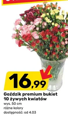 Goździk premium bukiet 10 żywych kwiatów promocja w Bricomarche