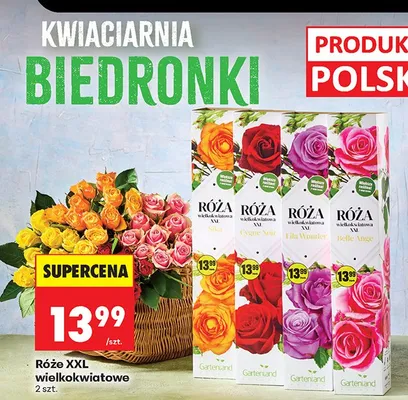 Róże XXL wielokwiatowe promocja w Biedronka