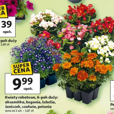 Kwiaty rabatowe 6-pak duży: aksamitka, begonia, lobelia, żeniszek, szałwia, petunia promocja w Auchan