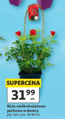 Róża wielkokwiatowa parkowa w donicy promocja w Auchan