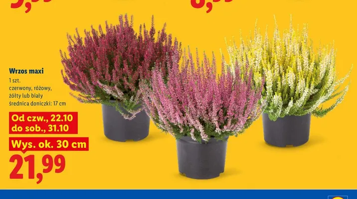 Wrzos maxi promocja w Lidl