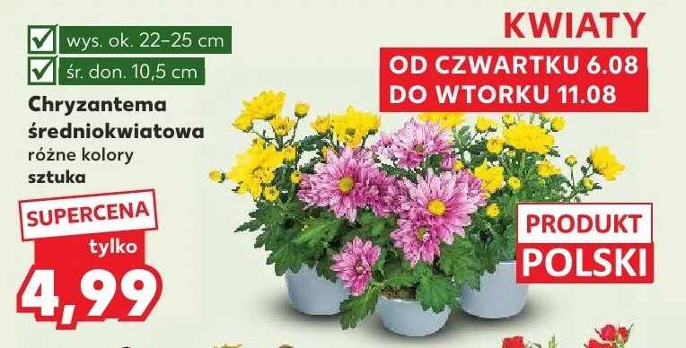 Chryzantema średniokwiatowa promocja w Kaufland