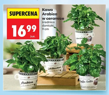 Kawa Arabica w ceramice promocja w Biedronka