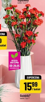 Goździki promocja w POLOmarket