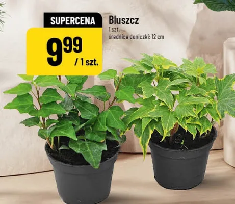 Bluszcz promocja w POLOmarket