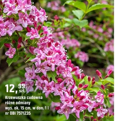 Katalog Ogród, strona 95 promocja w OBI