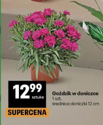 Goździk w doniczce promocja w Delikatesy Centrum