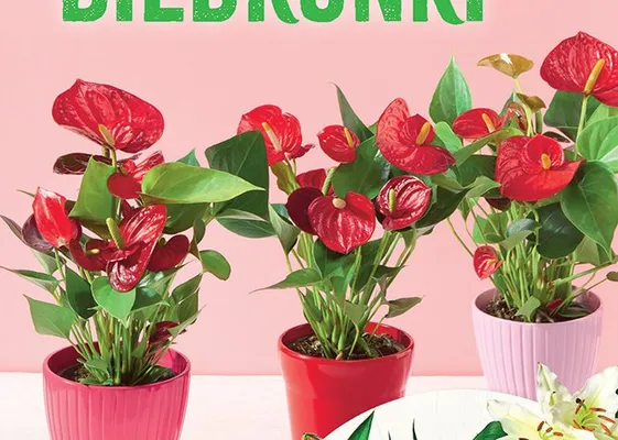 Anturium średnica 12 cm promocja w Biedronka