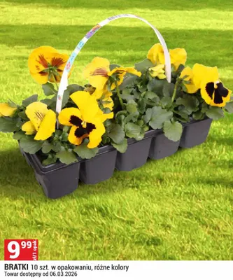 Bratki 10 szt. w opakowaniu, różne kolory promocja w Merkury Market