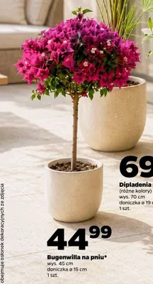 Bugenwilla na pniu wys. 45cm doniczka ø 15cm promocja w Netto