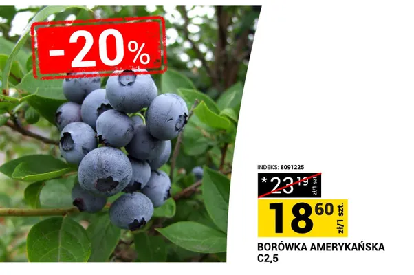 Borówka amerykańska C2,5 promocja w Merkury Market