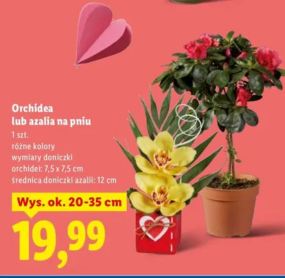 Azalia na pniu promocja w Lidl
