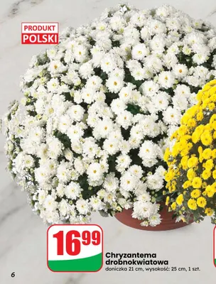 Chryzantema drobnokwiatowa doniczka 21 cm wysokość 25 promocja w Dino